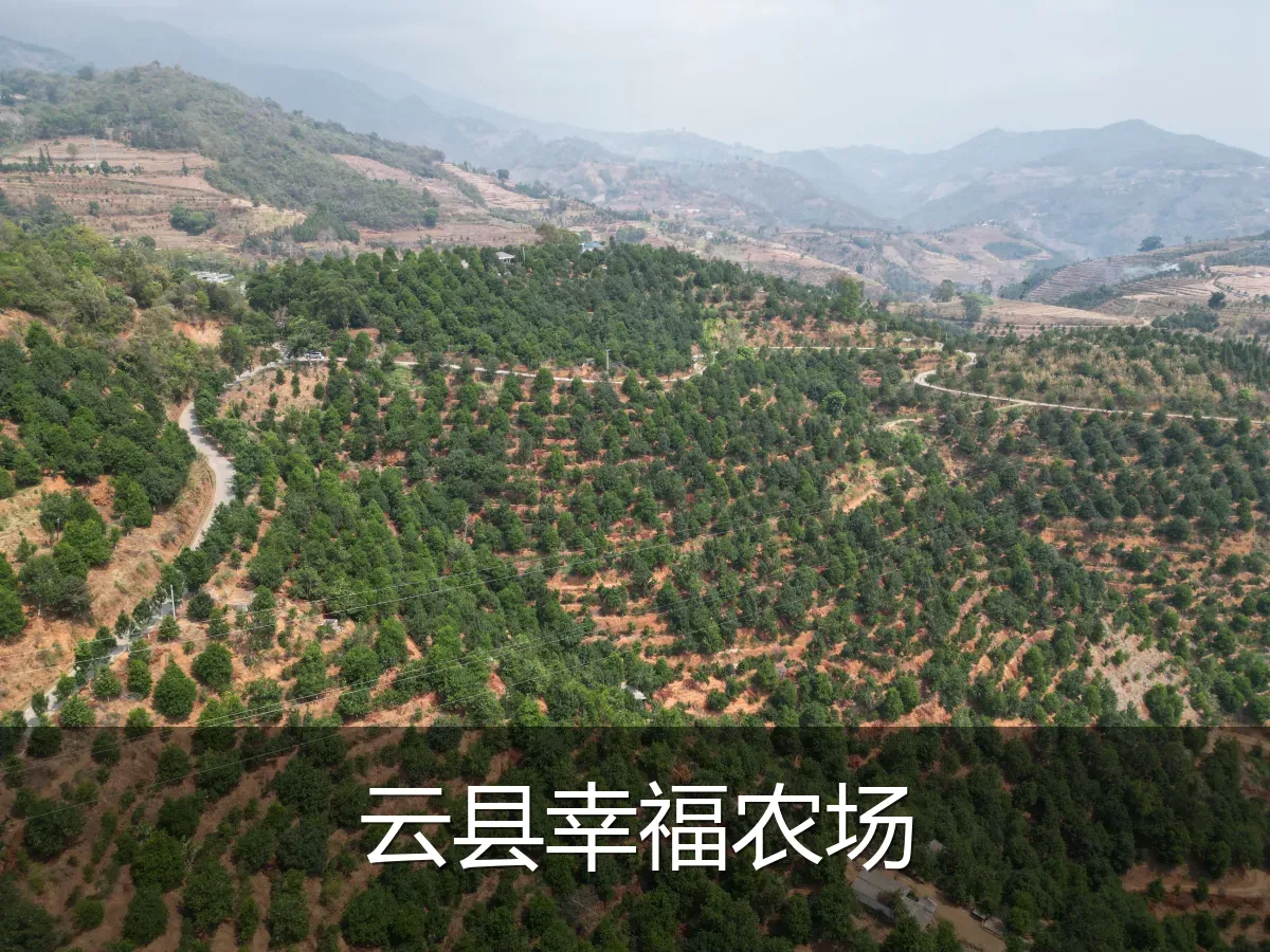 云县幸福农场