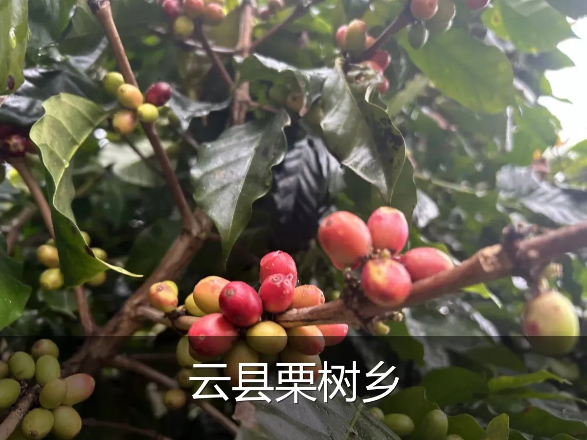 云县栗树乡