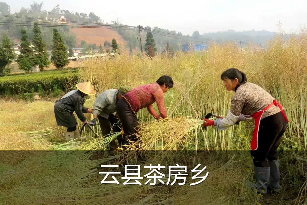 云县茶房乡